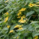Climbing Flowers Black-Eyed Susan Bonsai Thunbergia Alata Flower 100 PCS Seeds Climbing Flowers Black-Eyed Susan Bonsai Thunbergia Alata Flower 100 PCS Seeds