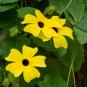 Climbing Flowers Black-Eyed Susan Bonsai Thunbergia Alata Flower 100 PCS Seeds