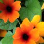 Climbing Flowers Black-Eyed Susan Bonsai Thunbergia Alata Flower 100 PCS Seeds