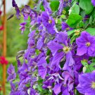 Climbing Clematis 100 PCS Seeds Climbing Clematis 100 PCS Seeds
