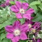 Climbing Clematis 100 PCS Seeds