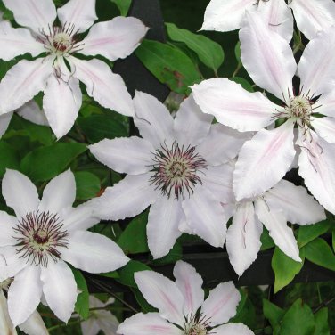 Climbing Clematis Flowers Clematis Vine Bonsai Perennial Flower 100 PCS Seeds