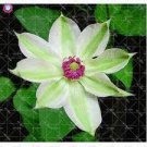 Climbing Clematis (not Bulb) Clematis Florida Bonsai 100 PCS Seeds