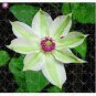Climbing Clematis (not Bulb) Clematis Florida Bonsai 100 PCS Seeds