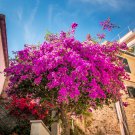 Climbing Bougainvillea Bonsai 105 PCS Seeds
