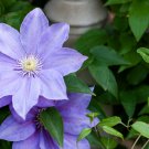 Clematis Purple Flowers with Light Green Centre Flowers 100 PCS Seeds Clematis Purple Flowers with Light Green Centre Flowers 100 PCS Seeds