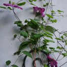 Clematis vine perennial flower 100 PCS Seeds