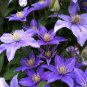 Clematis vine perennial flower 100 PCS Seeds