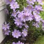 Clematis vine perennial flower 100 PCS Seeds