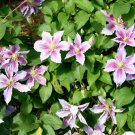Clematis Potted Clematis Garden Flowers 50 PCS Seeds Clematis Potted Clematis Garden Flowers 50 PCS Seeds