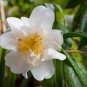 Clematis Light Puple White Edge with White Double Centre Flowers 100 PCS Seeds