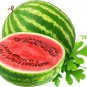 Color Skin Red Inside Middle Sweet Juicy Watermelon Organic 20 PCS Seeds