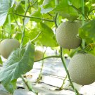 Color Muskmelon Fragrant Crisp Melon Organic 1 PCS Seeds