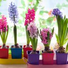 Color Mixing Hyacinth Easy Grow 1 PCS Seeds Color Mixing Hyacinth Easy Grow 1 PCS Seeds