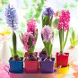 Color Mixing Hyacinth Easy Grow 1 PCS Seeds