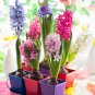Color Mixing Hyacinth Easy Grow 1 PCS Seeds