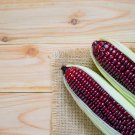 Color Glutinous Maize 100 PCS Seeds Color Glutinous Maize 100 PCS Seeds