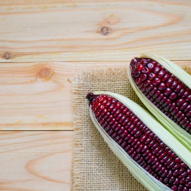 Color Glutinous Maize 100 PCS Seeds