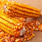 Color Glutinous Maize 100 PCS Seeds