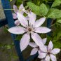 Clematis Light Khaki Color 100 PCS Seeds