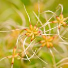 Clematis Goldenish Green Color 100 PCS Seeds Clematis Goldenish Green Color 100 PCS Seeds