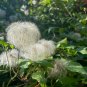 Clematis Goldenish Green Color 100 PCS Seeds