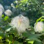 Clematis Goldenish Green Color 100 PCS Seeds