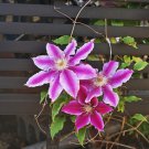 Clematis Bulbs, Clematis Mix, Clematis hybridas Climbing Plants 50 PCS Seeds Clematis Bulbs, Clematis Mix, Clematis hybridas Climbing Plants 50 PCS Seeds