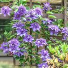 Clematis Bulbs Blue Climbing Clematis Florida Bonsai 2 PCS Seeds Clematis Bulbs Blue Climbing Clematis Florida Bonsai 2 PCS Seeds