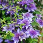 Clematis Bulbs Blue Climbing Clematis Florida Bonsai 2 PCS Seeds
