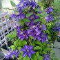 Clematis Bulbs Blue Climbing Clematis Florida Bonsai 2 PCS Seeds