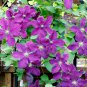 Clematis Flowers Mixed Clematis Flores Potted Clematis Garden 100 PCS Seeds
