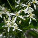 Clematis flowers clematis vine perennial flower 100 PCS Seeds