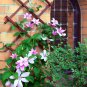 Clematis flowers clematis vine perennial flower 100 PCS Seeds