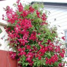Clematis Climbing Plants Red Color 100 PCS Seeds