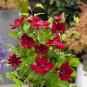 Clematis Climbing Plants Red Color 100 PCS Seeds