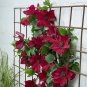 Clematis Climbing Plants Red Color 100 PCS Seeds