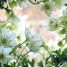 Clematis Bonsai Clematis Plant Clematis Florida Thunb Flowers 100 PCS Seeds Clematis Bonsai Clematis Plant Clematis Florida Thunb Flowers 100 PCS Seeds
