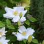 Clematis Bonsai Clematis Montana Mayleen Garden Pink Vine Flowers 100 PCS Seeds