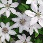 Clematis Bonsai Clematis Montana Mayleen Garden Pink Vine Flowers 100 PCS Seeds