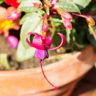 Clerodendrum Thomsonae Bonsai Purple Double Petals Fuchsia Potted 100 PCS Seeds