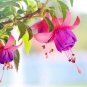 Clerodendrum Thomsonae Bonsai Purple Double Petals Fuchsia Potted 100 PCS Seeds