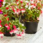 Clerodendrum Thomsonae Bonsai Purple Double Petals Fuchsia Potted 100 PCS Seeds