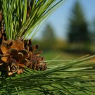 Cinnamon Evergreen Tree 100 PCS Seeds