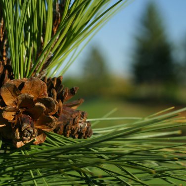 Cinnamon Evergreen Tree 100 PCS Seeds