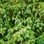 Cinnamon Evergreen Tree 100 PCS Seeds