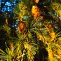 Cinnamon Evergreen Tree 100 PCS Seeds