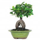 Cinnamon Bonsai Evergreen Tree Potted Plant for Home Garden 20 PCS Seeds