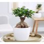 Cinnamon Bonsai Evergreen Tree Potted Plant for Home Garden 20 PCS Seeds
