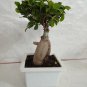 Cinnamon Bonsai Evergreen Tree Potted Plant for Home Garden 20 PCS Seeds